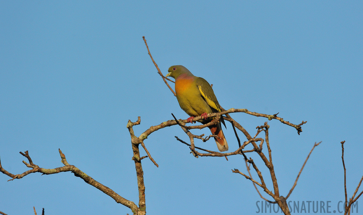 Treron bicinctus leggei [550 mm, 1/2000 sec at f / 8.0, ISO 1600]